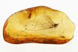 Fossil Crane Fly (Limoniidae) and Mite (Acari) in Baltic Amber #288707-1